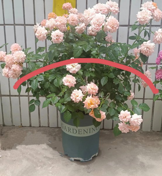 月季开花后剪枝方法图解