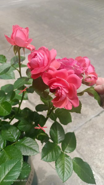 月季开花后剪枝方法图解