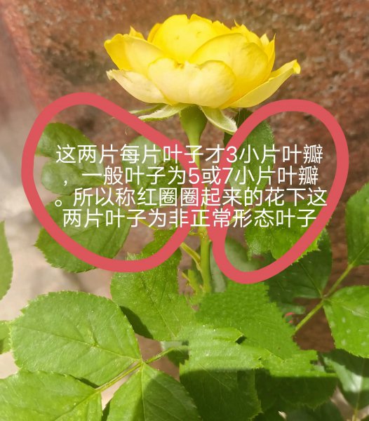 月季开花后剪枝方法图解