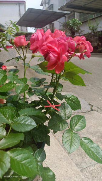 月季开花后剪枝方法图解