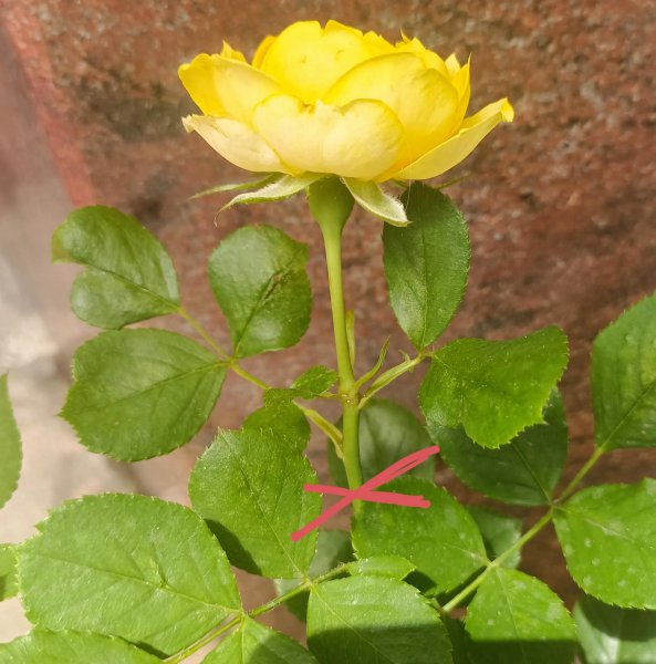 月季开花后剪枝方法图解