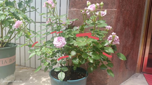 月季开花后剪枝方法图解