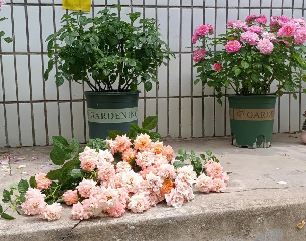 月季开花后剪枝方法图解