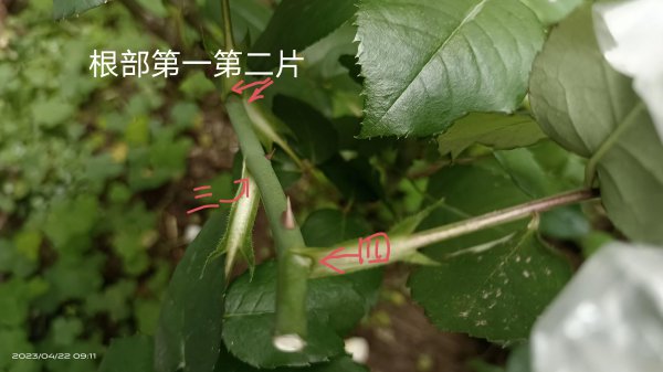 月季开花后剪枝方法图解
