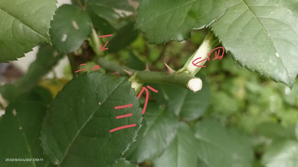 月季开花后剪枝方法图解