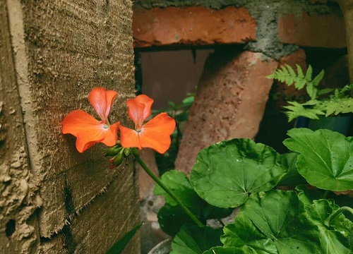高温天气天竺葵如何养护生长旺盛