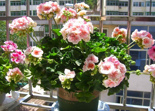 高温天气天竺葵如何养护生长旺盛