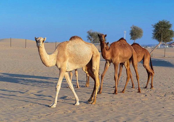 驼峰里储存的主要物质是什么