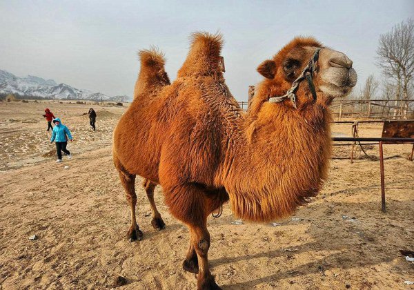 驼峰里储存的主要物质是什么