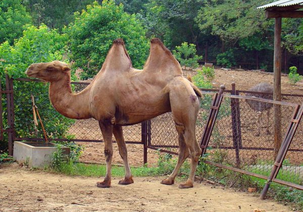驼峰里储存的主要物质是什么