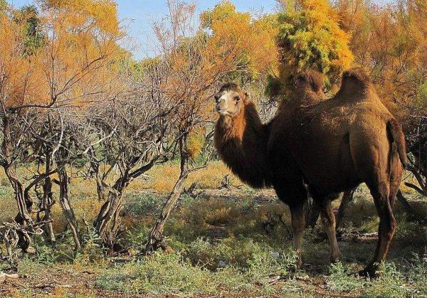 驼峰里储存的主要物质是什么