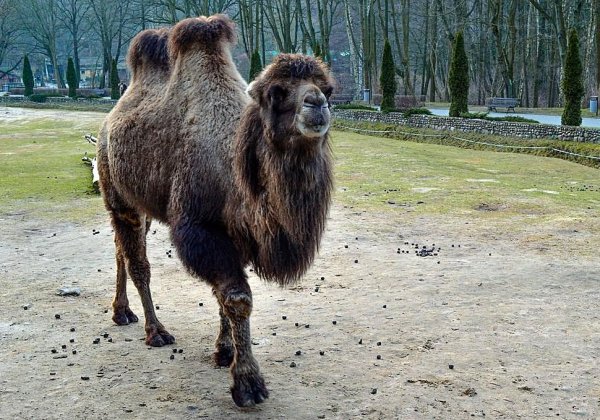 驼峰里储存的主要物质是什么