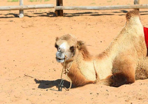 驼峰里储存的主要物质是什么