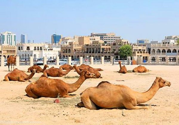 驼峰里储存的主要物质是什么