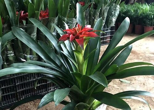 阴生花卉有哪些品种