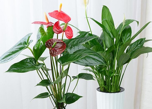 阴生花卉有哪些品种