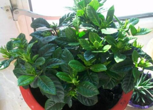 小盆栽栀子花怎么养护技巧