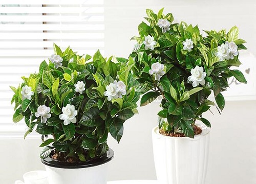 小盆栽栀子花怎么养护技巧