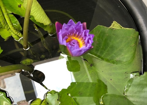 浸种的碗莲什么时候考虑入泥