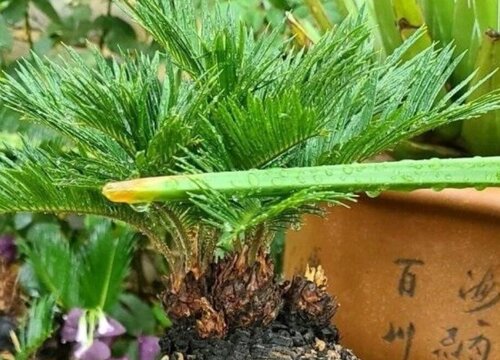 铁树病虫害防治方法与技术