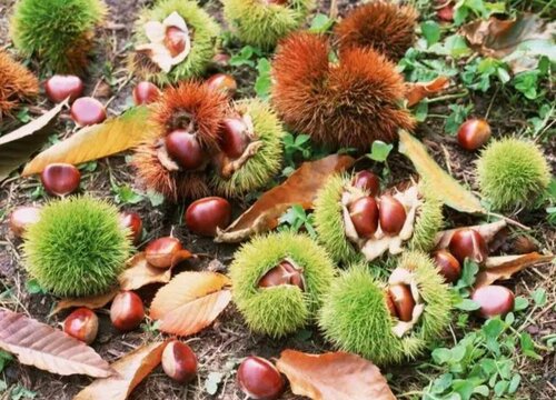 生板栗可以放冰箱冷冻保存吗