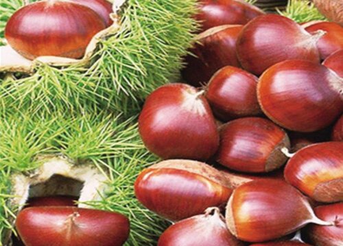 生板栗可以放冰箱冷冻保存吗