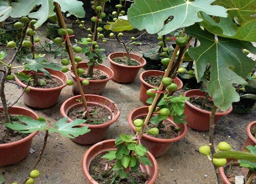 无花果黄叶如何进行防治