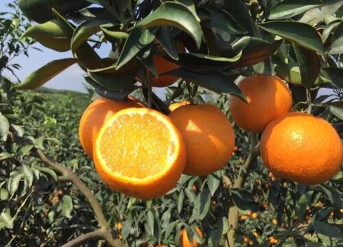 爱媛38号是什么意思