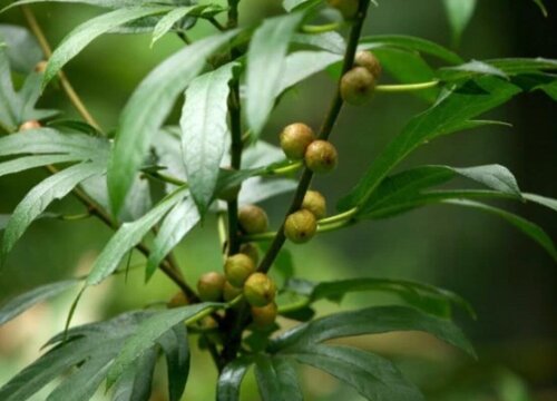 五指毛桃北方可以种植吗