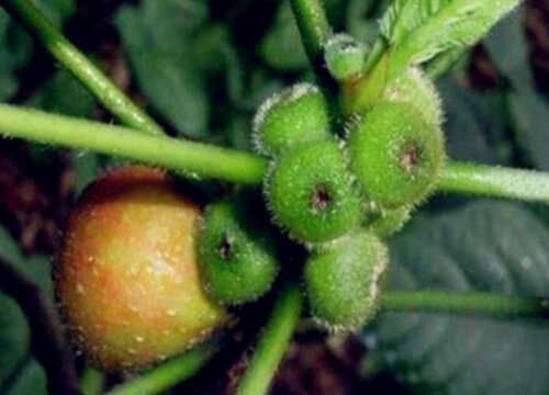 五指毛桃北方可以种植吗