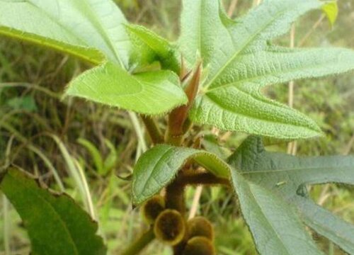 五指毛桃北方可以种植吗