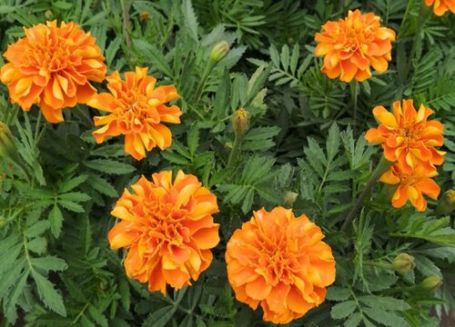 万寿菊怎么过冬天