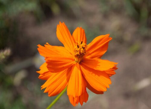 万寿菊怎么过冬天