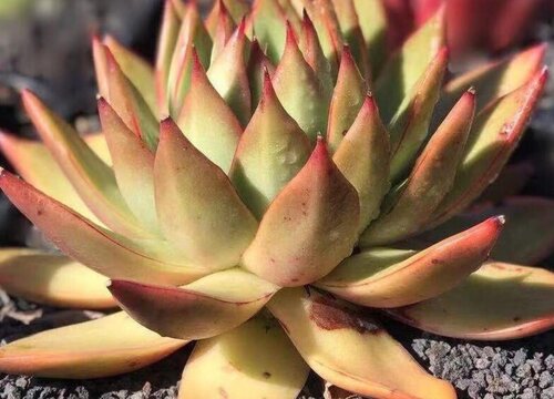 多肉穿裙子是什么情况怎么处理