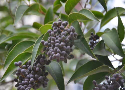 女贞树有什么作用