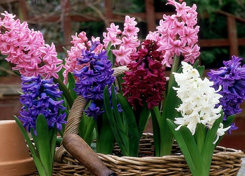 风信子花期是什么时候