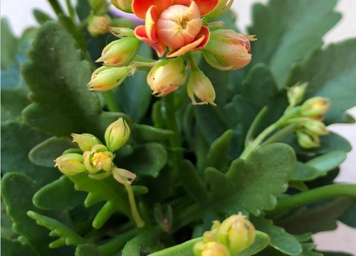 长寿花怎么养护轻松养活