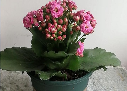 长寿花怎么养护轻松养活