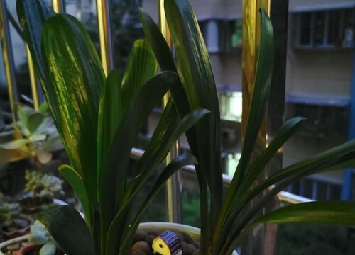 高温天给君子兰浇水需要注意哪些细节