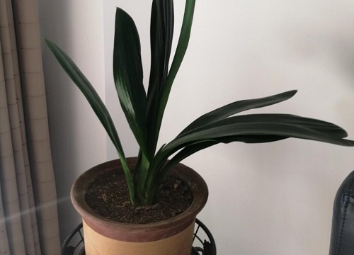 高温天给君子兰浇水需要注意哪些细节