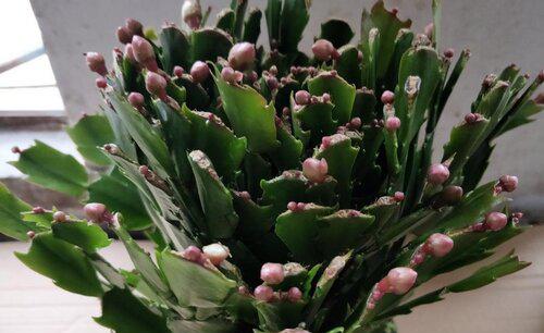 蟹爪兰耷拉叶子怎么回事