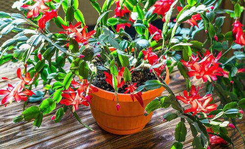 蟹爪兰耷拉叶子怎么回事