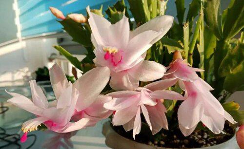 蟹爪兰耷拉叶子怎么回事