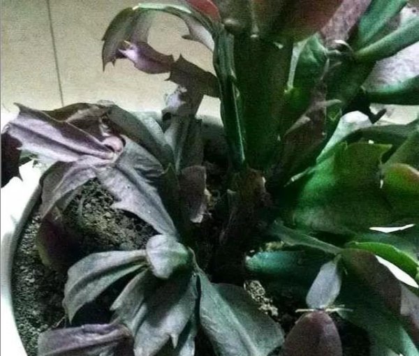 蟹爪兰耷拉叶子怎么回事