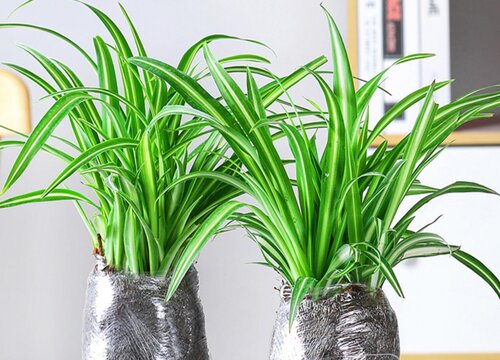 吊兰耐寒最低温度是多少