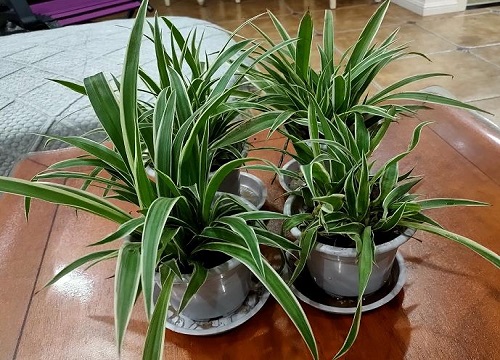 吊兰耐寒最低温度是多少