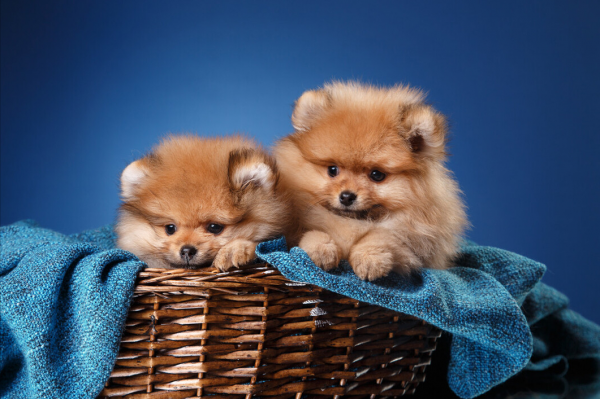 比熊和博美哪个好养一些