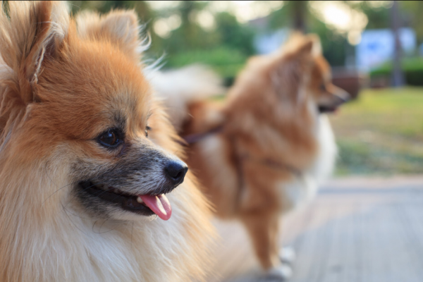 比熊和博美哪个好养一些