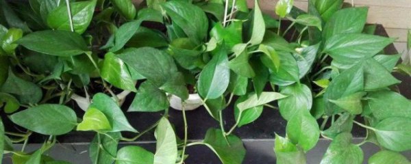 绿萝冻了怎么办