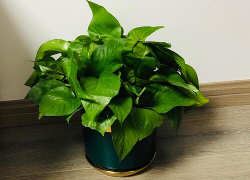 绿萝耐寒耐冻吗